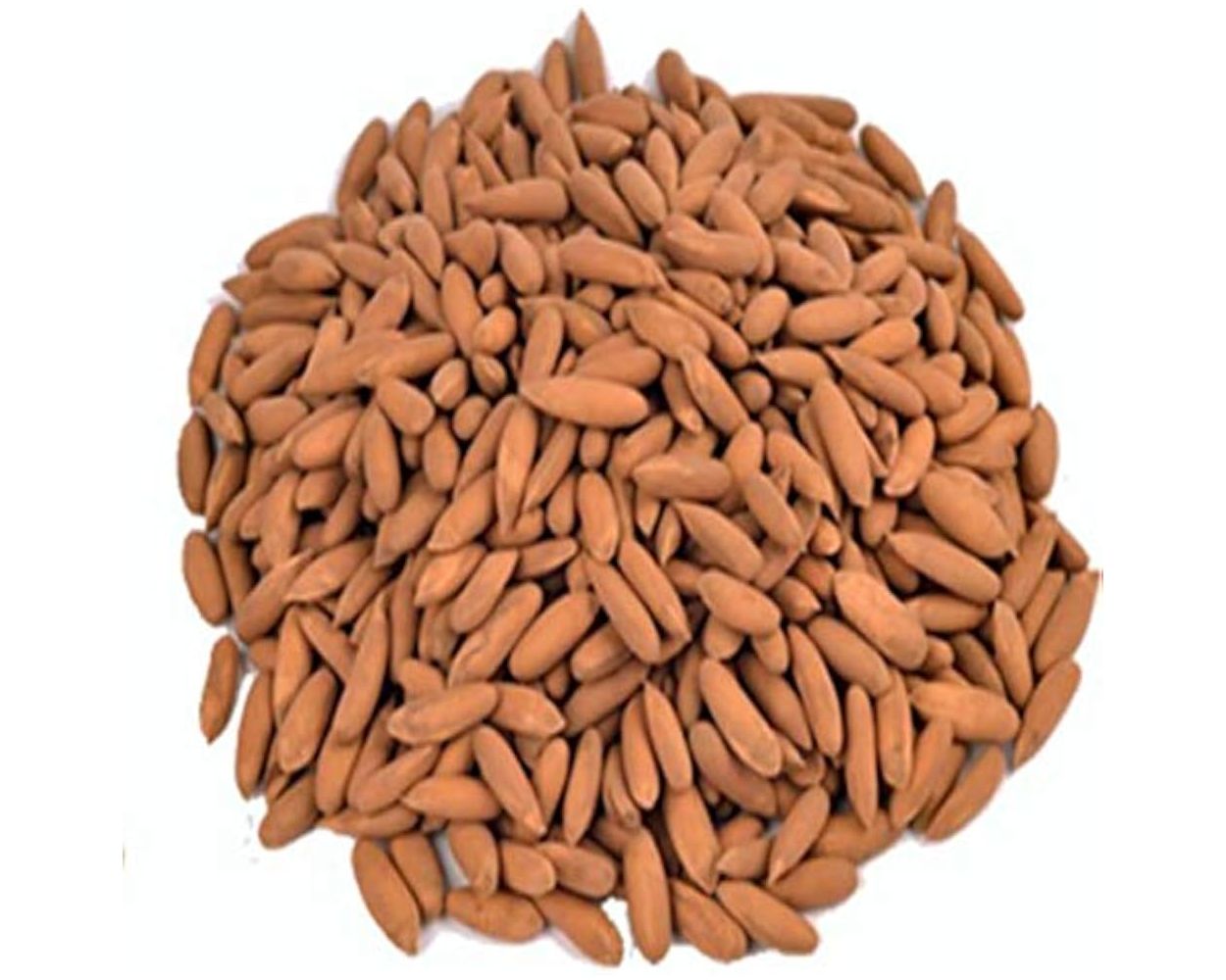 Mewaat |Chilghoza  | Pine Nuts