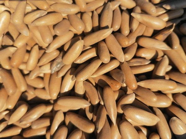 Mewaat |Chilghoza  | Pine Nuts
