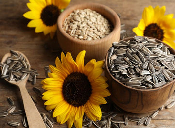 Mewaat | Sun Flower Seeds |  Suraj Mukhi